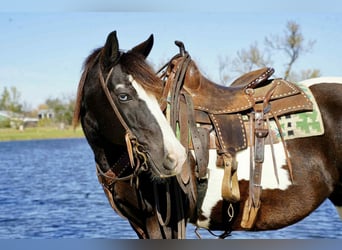 American Quarter Horse, Wallach, 16 Jahre, 142 cm, Tobiano-alle-Farben