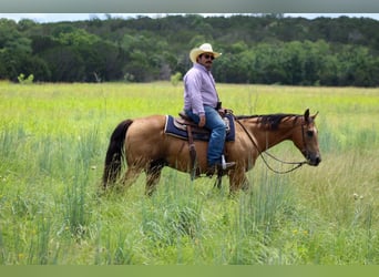 American Quarter Horse, Wallach, 16 Jahre, 145 cm, Buckskin