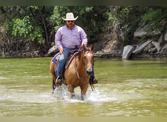 American Quarter Horse, Wallach, 16 Jahre, 145 cm, Buckskin