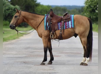 American Quarter Horse, Wallach, 16 Jahre, 145 cm, Buckskin