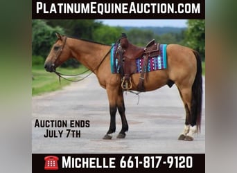 American Quarter Horse, Wallach, 16 Jahre, 145 cm, Buckskin