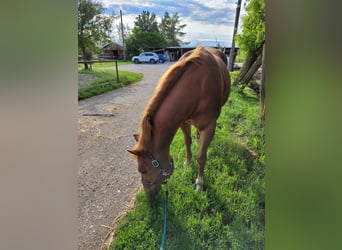 American Quarter Horse, Wallach, 16 Jahre, 146 cm, Fuchs