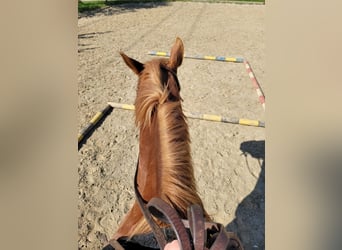 American Quarter Horse, Wallach, 16 Jahre, 146 cm, Fuchs