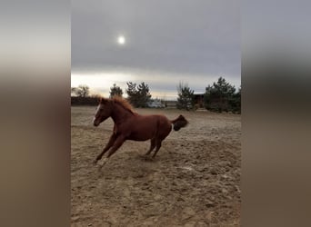 American Quarter Horse, Wallach, 16 Jahre, 146 cm, Fuchs