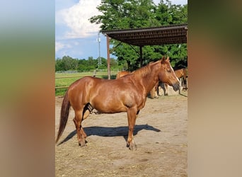 American Quarter Horse, Wallach, 16 Jahre, 146 cm, Fuchs