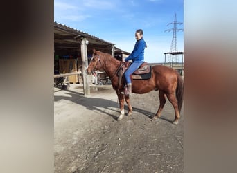 American Quarter Horse, Wallach, 16 Jahre, 146 cm, Fuchs