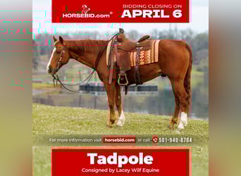 American Quarter Horse, Wallach, 16 Jahre, 147 cm, Rotfuchs