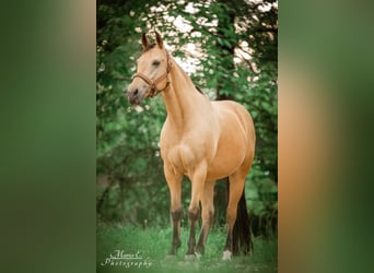 American Quarter Horse, Wallach, 16 Jahre, 150 cm, Buckskin