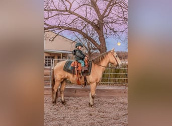 American Quarter Horse, Wallach, 16 Jahre, 150 cm, Champagne