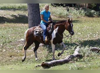 American Quarter Horse, Wallach, 16 Jahre, 150 cm, Dunkelfuchs
