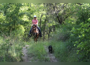 American Quarter Horse, Wallach, 16 Jahre, 150 cm, Dunkelfuchs