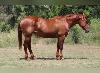 American Quarter Horse, Wallach, 16 Jahre, 150 cm, Dunkelfuchs