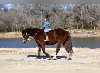 American Quarter Horse, Wallach, 16 Jahre, 150 cm, Rotbrauner