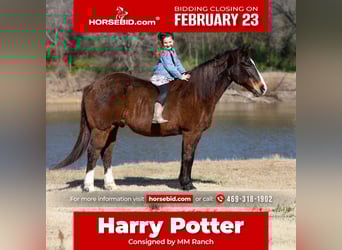 American Quarter Horse, Wallach, 16 Jahre, 150 cm, Rotbrauner