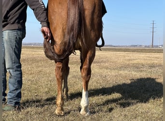 American Quarter Horse, Wallach, 16 Jahre, 150 cm, Rotfuchs