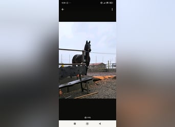 American Quarter Horse, Wallach, 16 Jahre, 151 cm, Brauner