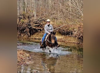 American Quarter Horse, Wallach, 16 Jahre, 152 cm, Buckskin