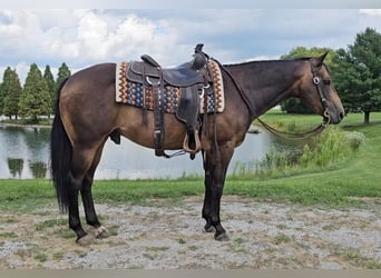 American Quarter Horse, Wallach, 16 Jahre, 152 cm, Buckskin