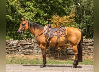 American Quarter Horse, Wallach, 16 Jahre, 152 cm, Falbe