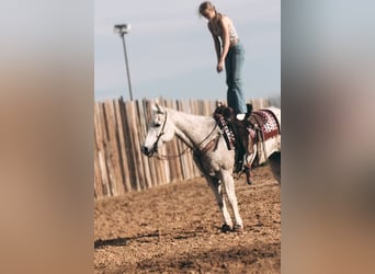 American Quarter Horse, Wallach, 16 Jahre, 152 cm, Fliegenschimmel