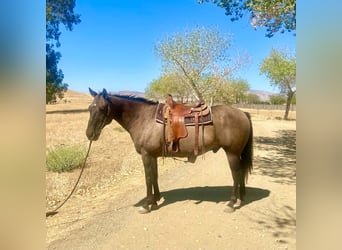 American Quarter Horse, Wallach, 16 Jahre, 152 cm, Grullo