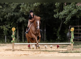 American Quarter Horse, Wallach, 16 Jahre, 152 cm, Rotfuchs