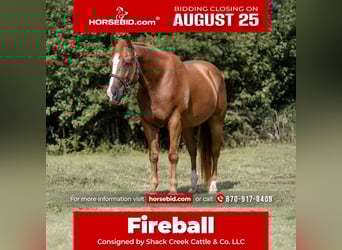 American Quarter Horse, Wallach, 16 Jahre, 152 cm, Rotfuchs