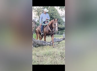 American Quarter Horse, Wallach, 16 Jahre, 152 cm, Rotfuchs