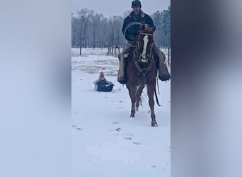 American Quarter Horse, Wallach, 16 Jahre, 152 cm, Rotfuchs