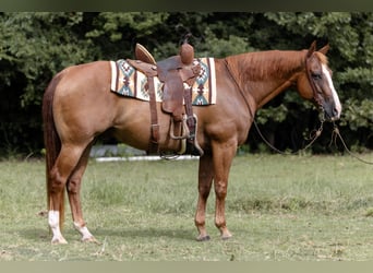 American Quarter Horse, Wallach, 16 Jahre, 152 cm, Rotfuchs
