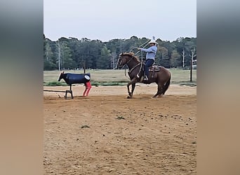 American Quarter Horse, Wallach, 16 Jahre, 152 cm, Rotfuchs