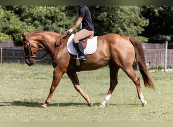 American Quarter Horse, Wallach, 16 Jahre, 152 cm, Rotfuchs
