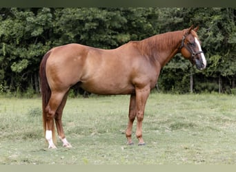 American Quarter Horse, Wallach, 16 Jahre, 152 cm, Rotfuchs