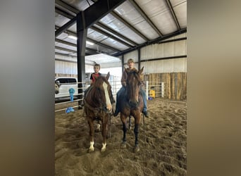 American Quarter Horse, Wallach, 16 Jahre, 152 cm, Rotfuchs