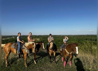 American Quarter Horse, Wallach, 16 Jahre, 152 cm, Rotfuchs