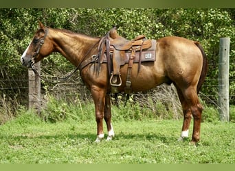 American Quarter Horse, Wallach, 16 Jahre, 152 cm, Rotfuchs