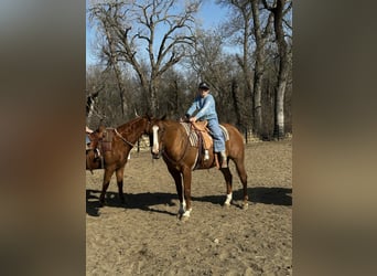 American Quarter Horse, Wallach, 16 Jahre, 152 cm, Rotfuchs