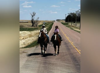 American Quarter Horse, Wallach, 16 Jahre, 152 cm, Rotfuchs