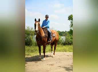 American Quarter Horse, Wallach, 16 Jahre, 152 cm, Rotfuchs
