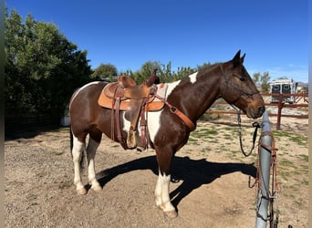 American Quarter Horse Mix, Wallach, 16 Jahre, 152 cm, Schecke