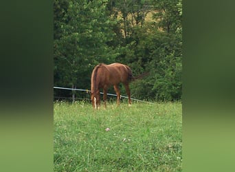 American Quarter Horse, Wallach, 16 Jahre, 153 cm, Fuchs