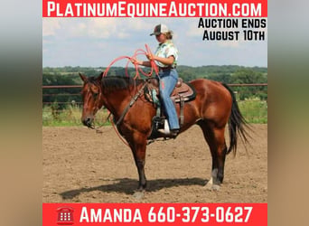 American Quarter Horse, Wallach, 16 Jahre, 155 cm, Rotbrauner