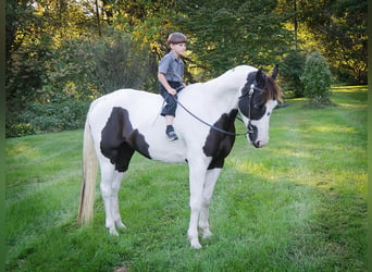 American Quarter Horse, Wallach, 16 Jahre, 155 cm, Tobiano-alle-Farben