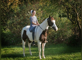 American Quarter Horse, Wallach, 16 Jahre, 155 cm, Tobiano-alle-Farben