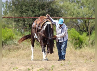 American Quarter Horse, Wallach, 16 Jahre, 155 cm, Tobiano-alle-Farben