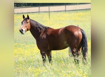American Quarter Horse, Wallach, 16 Jahre, 156 cm