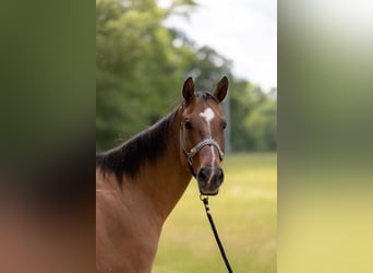 American Quarter Horse, Wallach, 16 Jahre, 157 cm, Falbe