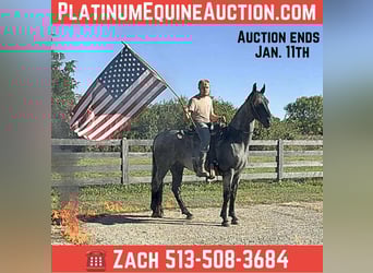 American Quarter Horse, Wallach, 16 Jahre, 157 cm, Roan-Blue