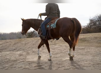 American Quarter Horse, Wallach, 16 Jahre, 157 cm, Rotfuchs