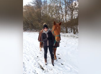 American Quarter Horse, Wallach, 16 Jahre, 158 cm, Fuchs